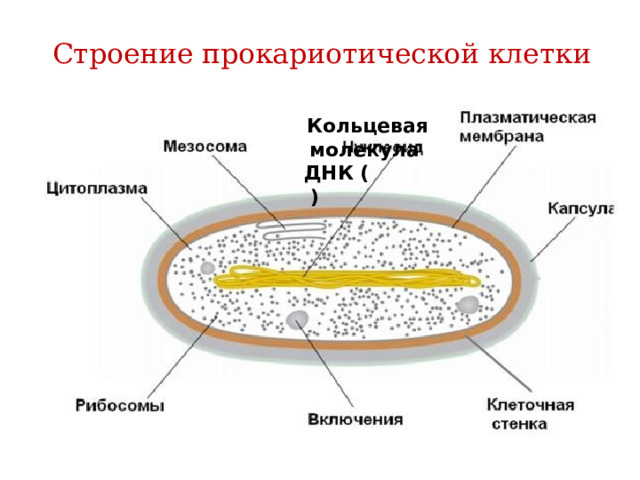 Строение прокариотической. Строение прокариотической клетки презентация. Прокариотическая клетка 9 класс. Прокариотическая растительная клетка. Презентация на тему Прокариотическая клетка.