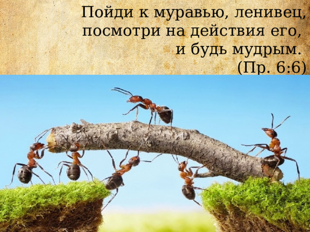 Пойди к муравью, ленивец, посмотри на действия его, и будь мудрым. (Пр. 6:6) 