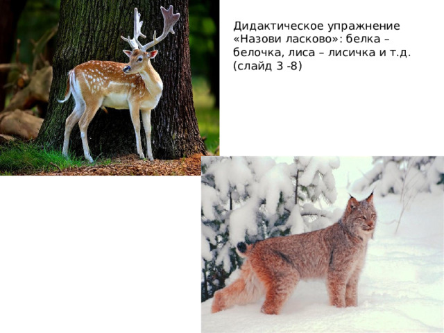 Дидактическое упражнение «Назови ласково»: белка – белочка, лиса – лисичка и т.д. (слайд 3 -8) 