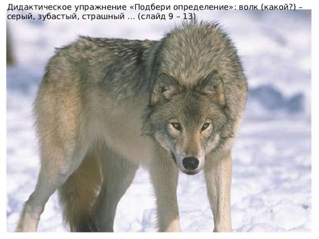 Дидактическое упражнение «Подбери определение»: волк (какой?) –серый, зубастый, страшный … (слайд 9 – 13) 