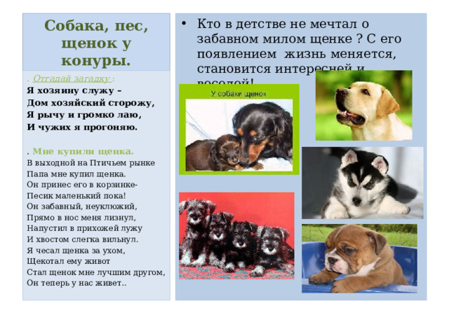 Собака, пес, щенок у конуры. Кто в детстве не мечтал о забавном милом щенке ? С его появлением жизнь меняется, становится интересней и веселей! . Отгадай загадку : Я хозяину служу – Дом хозяйский сторожу, Я рычу и громко лаю, И чужих я прогоняю.  . Мне купили щенка. В выходной на Птичьем рынке Папа мне купил щенка. Он принес его в корзинке- Песик маленький пока! Он забавный, неуклюжий, Прямо в нос меня лизнул, Напустил в прихожей лужу И хвостом слегка вильнул. Я чесал щенка за ухом, Щекотал ему живот Стал щенок мне лучшим другом, Он теперь у нас живет.. 