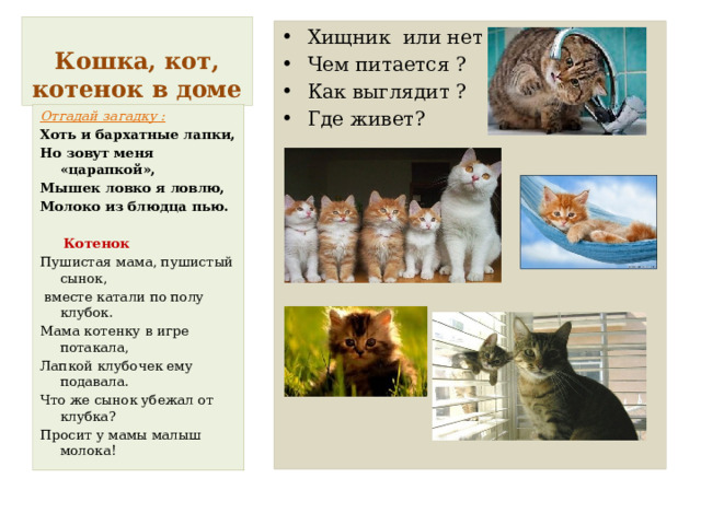 Кошка, кот, котенок в доме Хищник или нет ? Чем питается ? Как выглядит ? Где живет? Отгадай загадку : Хоть и бархатные лапки, Но зовут меня «царапкой», Мышек ловко я ловлю, Молоко из блюдца пью.   Котенок Пушистая мама, пушистый сынок,  вместе катали по полу клубок. Мама котенку в игре потакала, Лапкой клубочек ему подавала. Что же сынок убежал от клубка? Просит у мамы малыш молока! 