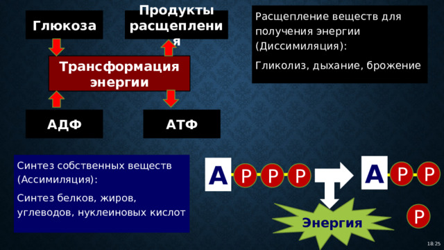Расщепление веществ для получения энергии (Диссимиляция): Гликолиз, дыхание, брожение Глюкоза Продукты расщепления Трансформация энергии АДФ АТФ Синтез собственных веществ (Ассимиляция): Синтез белков, жиров, углеводов, нуклеиновых кислот А А Р Р Р Р Р Энергия Р 18:25 