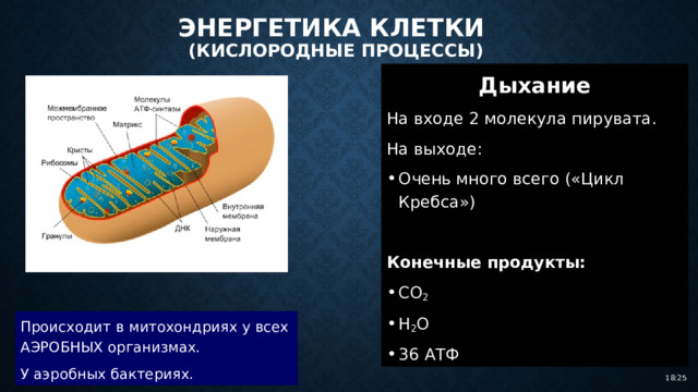 Энергетика клетки  (кислородные процессы) Дыхание На входе 2 молекула пирувата. На выходе: Очень много всего («Цикл Кребса») Конечные продукты: СО 2 Н 2 О 36 АТФ Происходит в митохондриях у всех АЭРОБНЫХ организмах. У аэробных бактериях. 18:25 