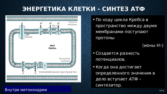 Энергетика клетки - синтез атф По ходу цикла Кребса в пространство между двумя мембранами поступают протоны (ионы Н + ) Создается разность потенциалов. Когда она достигает определенного значения в дело вступает АТФ – синтезатор. Внутри митохондрии 18:25 