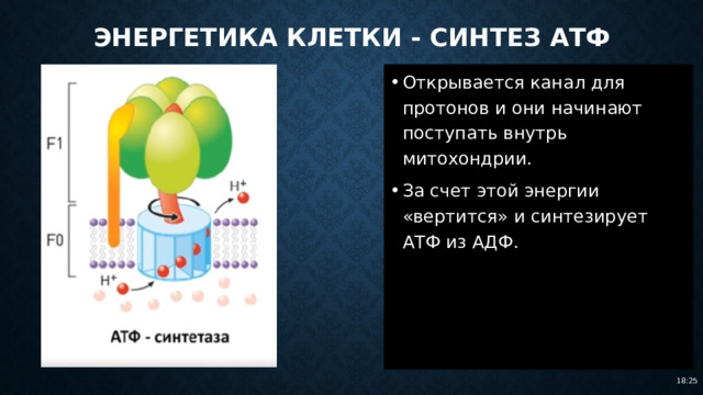 Энергетика клетки - синтез атф Открывается канал для протонов и они начинают поступать внутрь митохондрии. За счет этой энергии «вертится» и синтезирует АТФ из АДФ. 18:25 