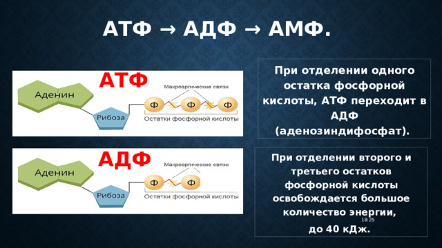 АТФ → АДФ → АМФ . При отделении одного остатка фосфорной кислоты, АТФ переходит в АДФ (аденозиндифосфат). АТФ АДФ При отделении второго и третьего остатков фосфорной кислоты освобождается большое количество энергии, до 40 кДж. 18:25 