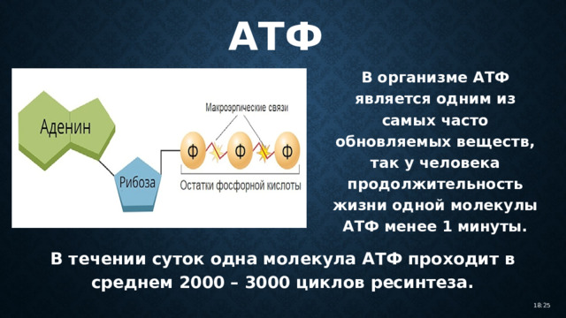 АТФ В организме АТФ является одним из самых часто обновляемых веществ, так у человека продолжительность жизни одной молекулы АТФ менее 1 минуты. В течении суток одна молекула АТФ проходит в среднем 2000 – 3000 циклов ресинтеза. 18:25 