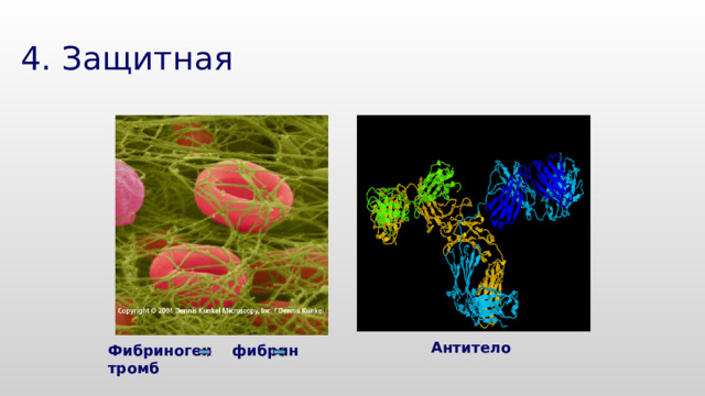 4. Защитная Антитело Фибриноген фибрин тромб   