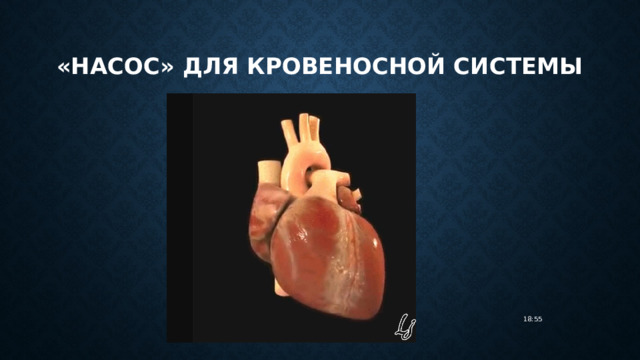 «насос» для кровеносной системы 18:55 
