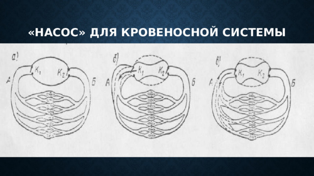 «насос» для кровеносной системы 18:55 