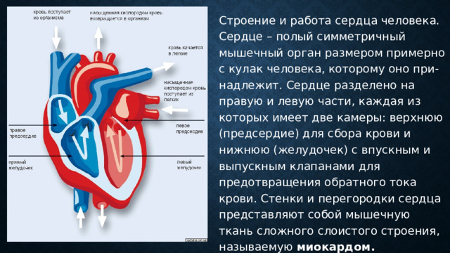 Строение и работа сердца человека. Сердце – полый симметричный мышечный орган размером примерно с кулак человека, которому оно при-надлежит. Сердце разделено на правую и левую части, каждая из которых имеет две камеры: верхнюю (предсердие) для сбора крови и нижнюю (желудочек) с впускным и выпускным клапанами для предотвращения обратного тока крови. Стенки и перегородки сердца представляют собой мышечную ткань сложного слоистого строения, называемую миокардом. 