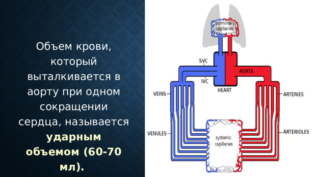 Объем крови, который выталкивается в аорту при одном сокращении сердца, называется ударным объемом (60-70 мл). 18:55 
