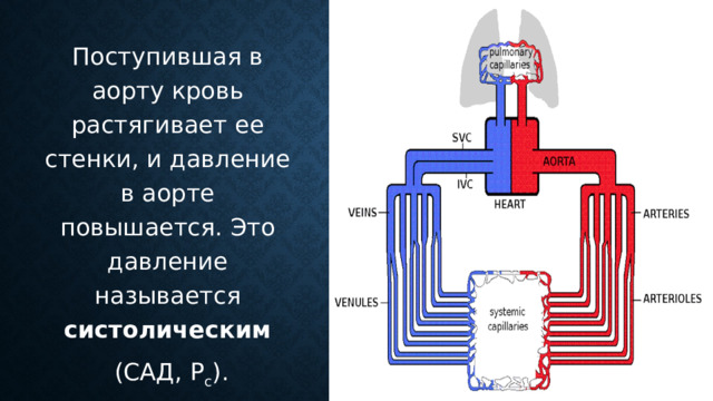 Поступившая в аорту кровь растягивает ее стенки, и давление в аорте повышается. Это давление называется систолическим  (САД, Р с ). 18:55 