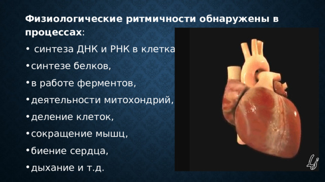 Физиологические ритмичности обнаружены в процессах :  синтеза ДНК и РНК в клетках, синтезе белков, в работе ферментов, деятельности митохондрий, деление клеток, сокращение мышц, биение сердца, дыхание и т.д. 18:55 
