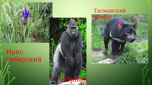 Тасманский дьявол Ирис сибирский Горная горилла 