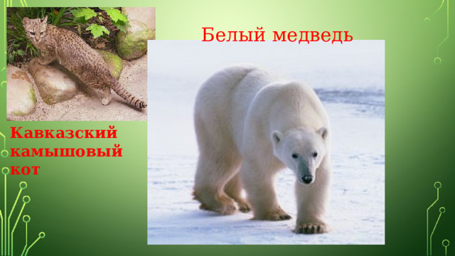 Белый медведь Кавказский камышовый кот 