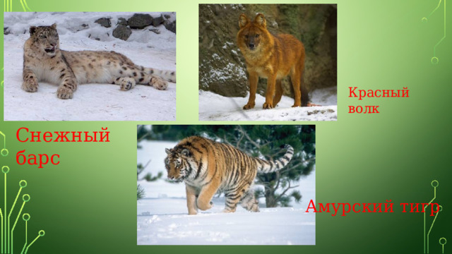Красный волк Снежный барс Амурский тигр 