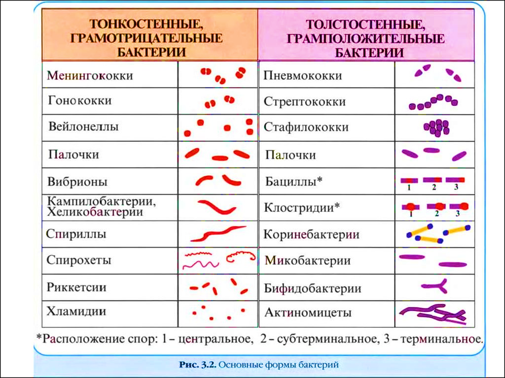 Черты бактерий. Классификация микроорганизмов по форме и окраске. Тонкостенные грамотрицательные бактерии. Морфологические формы бактерий. Морфология бактерий схема.