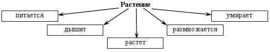 Заполни схему работа листьев растений