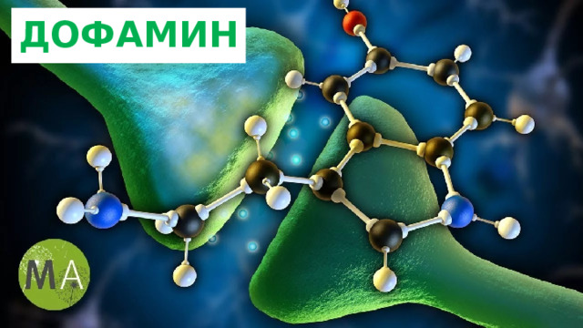 Краткая информация о дофамине, серотонине