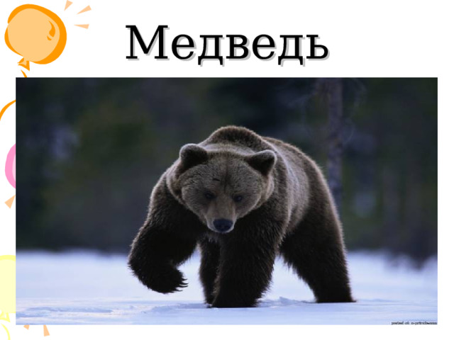 Медведь 