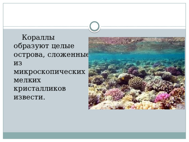  Кораллы образуют целые острова, сложенные из микроскопических мелких кристалликов извести. 
