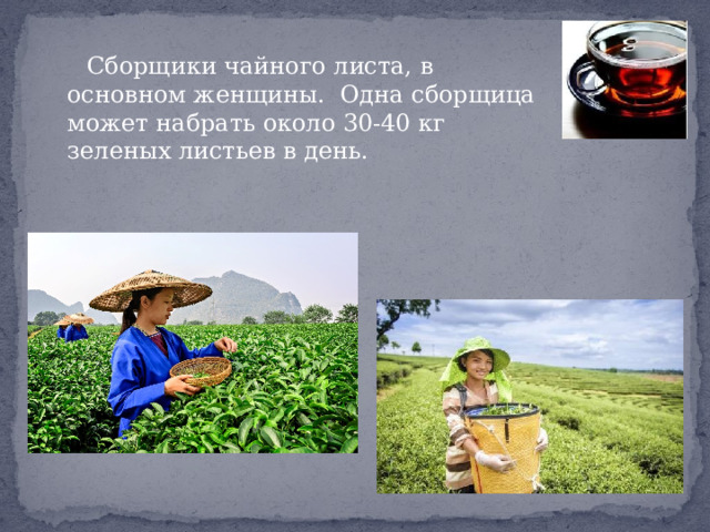  Сборщики чайного листа, в основном женщины. Одна сборщица может набрать около 30-40 кг зеленых листьев в день. 