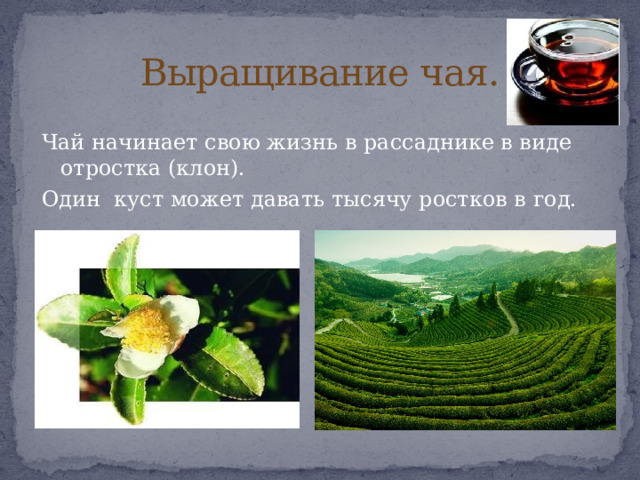 Выращивание чая. Чай начинает свою жизнь в рассаднике в виде отростка (клон). Один куст может давать тысячу ростков в год. 
