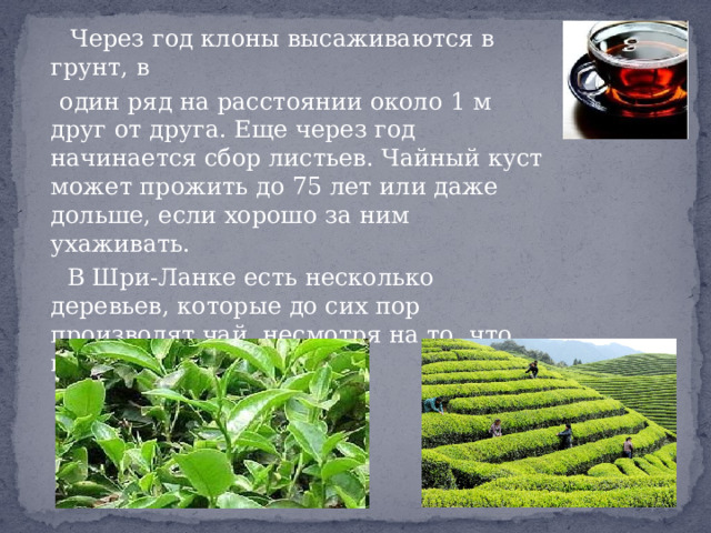  Через год клоны высаживаются в грунт, в  один ряд на расстоянии около 1 м друг от друга. Еще через год начинается сбор листьев. Чайный куст может прожить до 75 лет или даже дольше, если хорошо за ним ухаживать.  В Шри-Ланке есть несколько деревьев, которые до сих пор производят чай, несмотря на то, что им уже более 125 лет. 