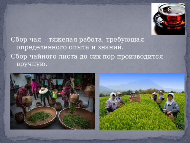 Сбор чая – тяжелая работа, требующая определенного опыта и знаний. Сбор чайного листа до сих пор производится вручную. 