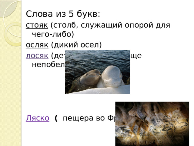 Слова из 5 букв:  стояк (столб, служащий опорой для чего-либо) осляк  (дикий осел) лосяк (детеныш белухи, еще непобелевший)   Ляско  ( пещера во Франции)   