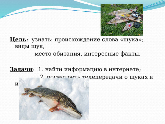 Как определить щуку самка или самец на рыбалке