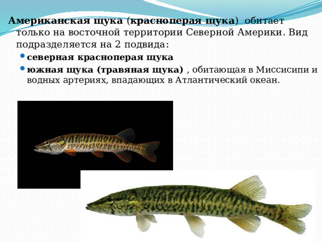 Американская щука  ( красноперая щука )  обитает только на восточной территории Северной Америки. Вид подразделяется на 2 подвида : северная красноперая щука  южная щука (травяная щука) , обитающая в Миссисипи и водных артериях, впадающих в Атлантический океан. северная красноперая щука  южная щука (травяная щука) , обитающая в Миссисипи и водных артериях, впадающих в Атлантический океан. 