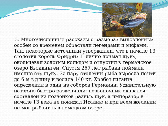  3. Многочисленные рассказы о размерах выловленных особей со временем обрастали легендами и мифами. Так, некоторые источники утверждали, что в начале 13 столетия король Фридрих II лично поймал щуку, окольцевал золотым кольцом и отпустил в германское озеро Бьоккинген. Спустя 267 лет рыбаки поймали именно эту щуку. За пару столетий рыба выросла почти до 6 м в длину и весила 140 кг. Хребет гиганта определили в один из соборов Германии. Удивительную историю быстро развенчали: позвоночник оказался составлен из позвонков разных щук, а император в начале 13 века не покидал Италию и при всем желании не мог рыбачить в немецком озере. 