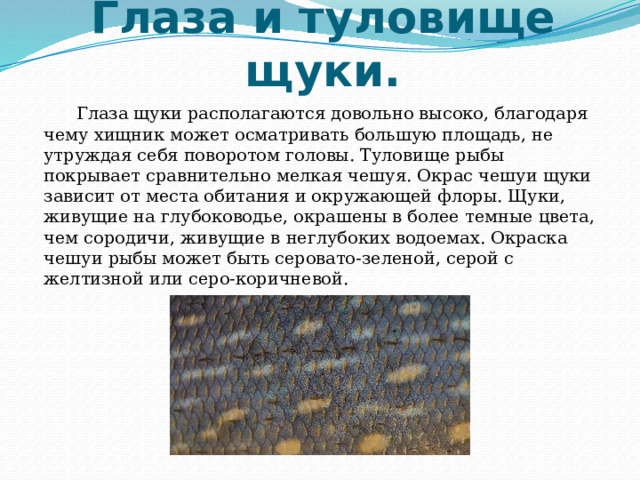 Глаза и туловище щуки. Глаза щуки располагаются довольно высоко, благодаря чему хищник может осматривать большую площадь, не утруждая себя поворотом головы. Туловище рыбы покрывает сравнительно мелкая чешуя. Окрас чешуи щуки зависит от места обитания и окружающей флоры. Щуки, живущие на глубоководье, окрашены в более темные цвета, чем сородичи, живущие в неглубоких водоемах. Окраска чешуи рыбы может быть серовато-зеленой, серой с желтизной или серо-коричневой. 