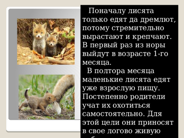   Поначалу лисята только едят да дремлют, потому стремительно вырастают и крепчают. В первый раз из норы выйдут в возрасте 1-го месяца.  В полтора месяца маленькие лисята едят уже взрослую пищу. Постепенно родители учат их охотиться самостоятельно. Для этой цели они приносят в свое логово живую добычу. 