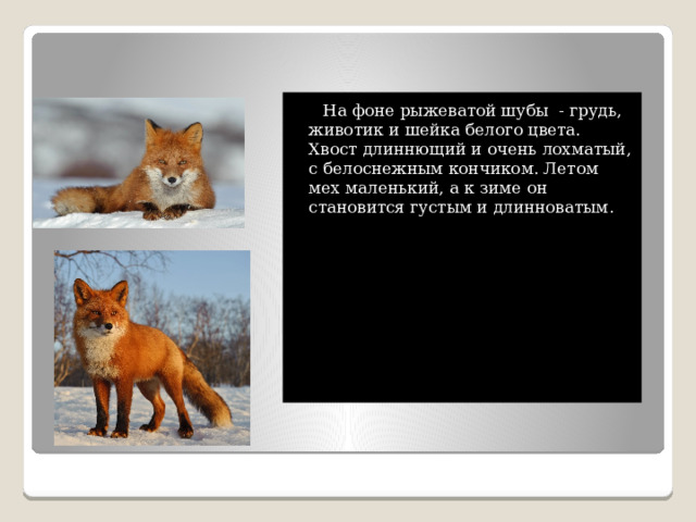  На фоне рыжеватой шубы - грудь, животик и шейка белого цвета. Хвост длиннющий и очень лохматый, с белоснежным кончиком. Летом мех маленький, а к зиме он становится густым и длинноватым .   