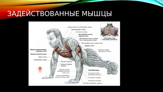 Задействованные мышцы 