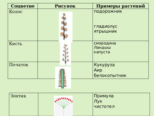 Тип соцветия липы