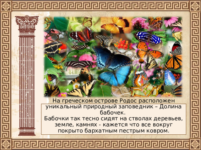 На греческом острове Родос расположен уникальный природный заповедник – Долина бабочек.  Бабочки так тесно сидят на стволах деревьев, земле, камнях - кажется что все вокруг покрыто бархатным пестрым ковром. 