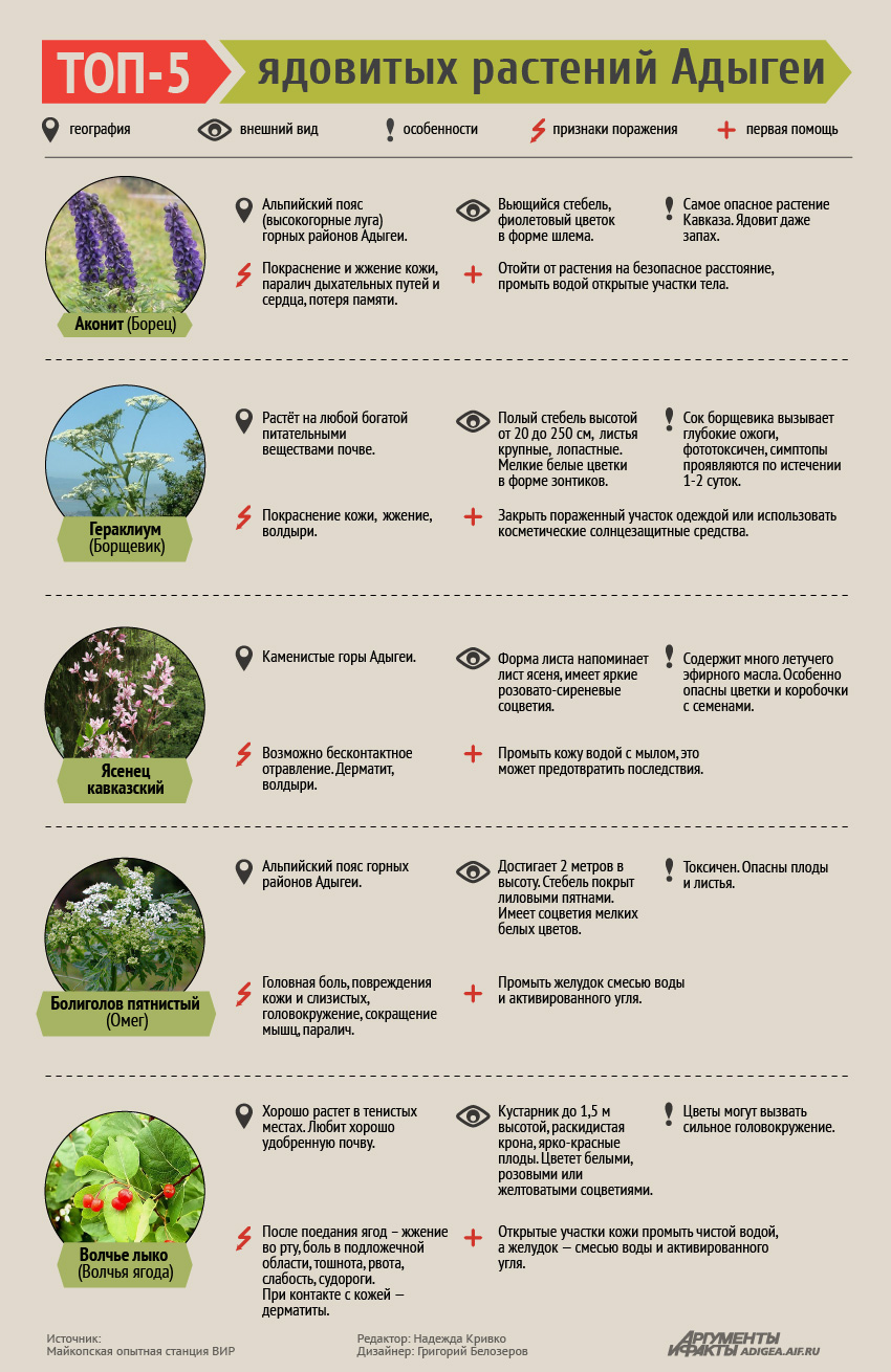 Признаки ядовитых растений. Ядовитые растения Адыгеи. Ядовитые растения инфографика. Ядовитые растения таблица. Ядовитые травы список.