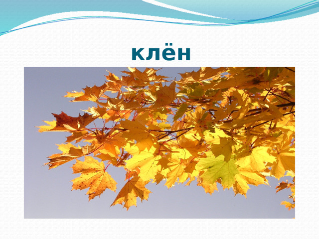 клён 