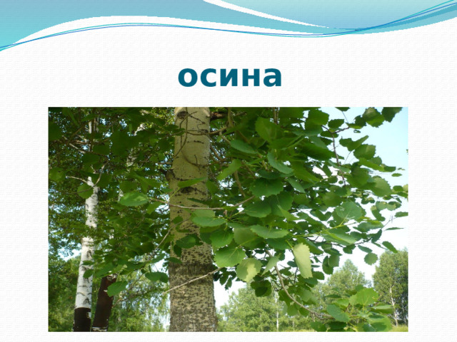 осина 