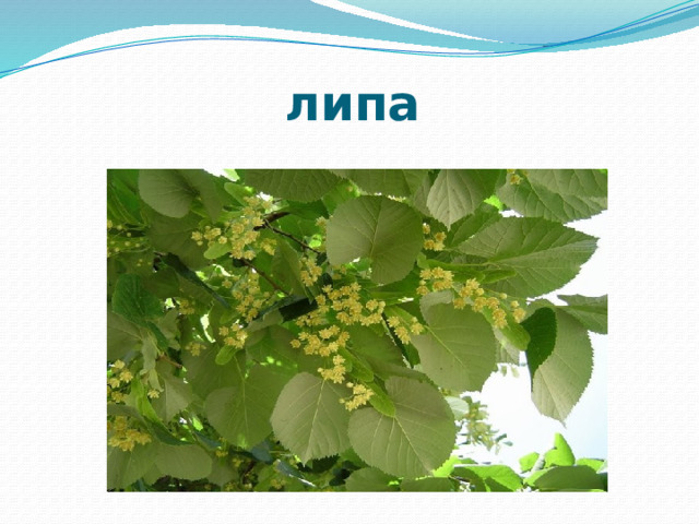 липа 
