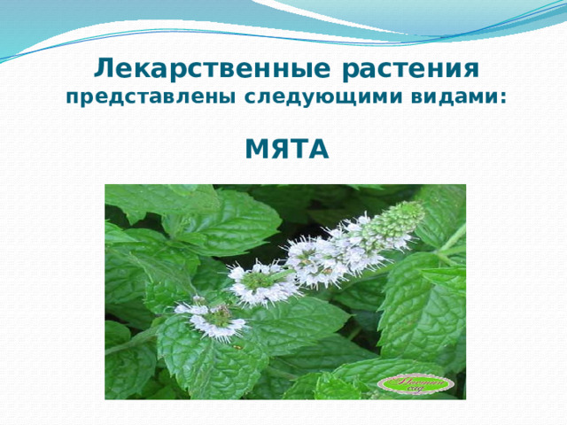 Лекарственные растения  представлены следующими видами:   МЯТА   