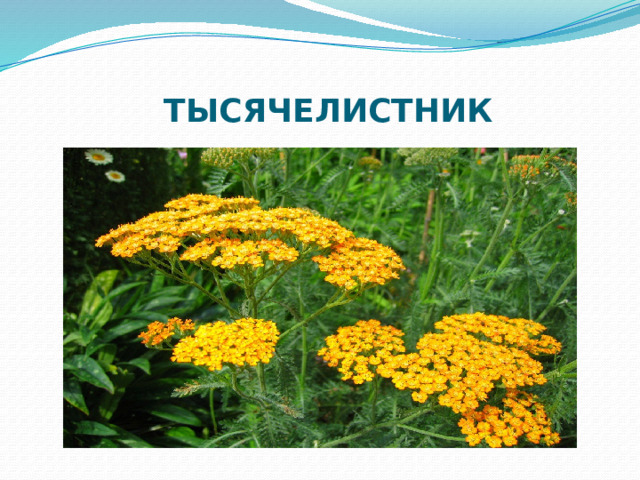 ТЫСЯЧЕЛИСТНИК 