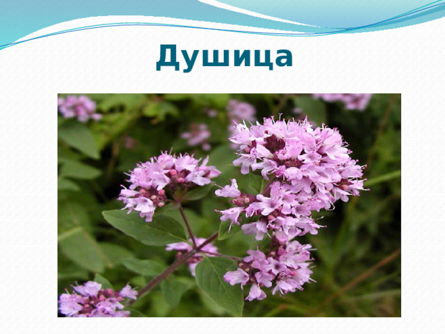 Душица 