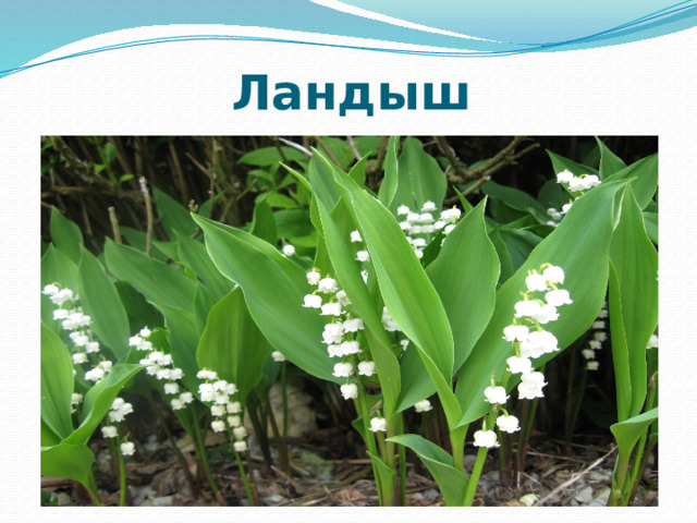 Ландыш 