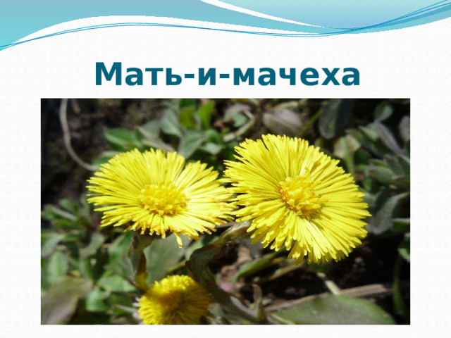Мать-и-мачеха 